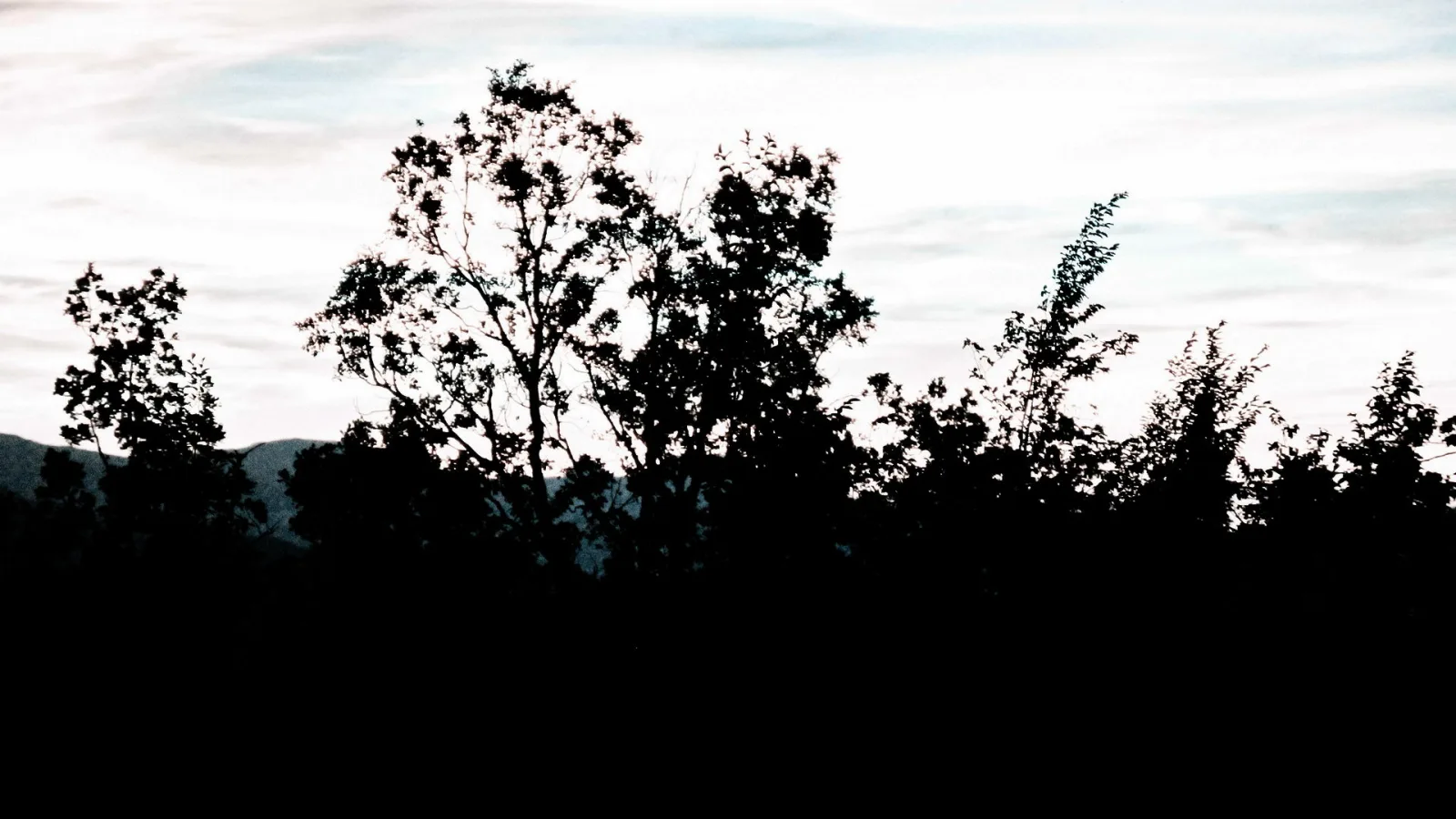 Dunkle Baumsilhouetten und Gebüsch vor einem hellen, leicht bewölkten Abendhimmel, im Hintergrund ein flacher Bergrücken.