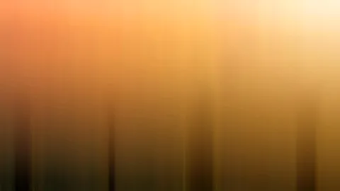 Unscharfe, senkrechte Schlieren in Orange und Gelb, unten dunkle Stämme vor warmem Licht.