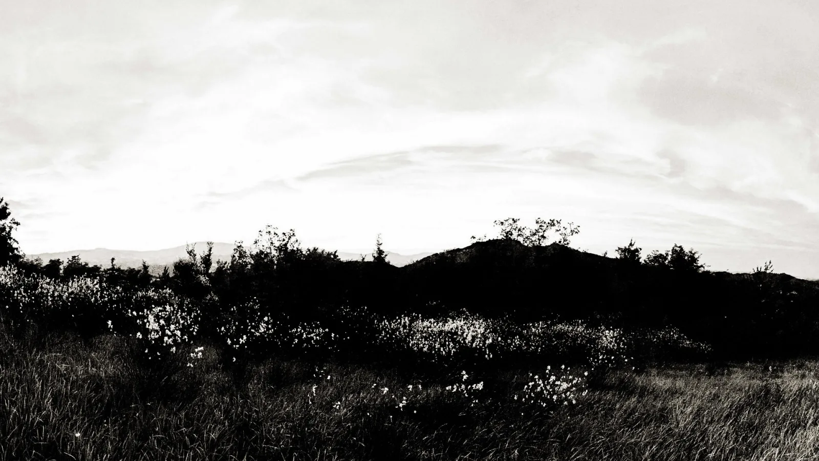 Schwarzweiß-Landschaft mit einem Feld voller Ginsterbüsche und Gras im Vordergrund, dahinter dunkle Hügel und ein heller, bewölkter Himmel.