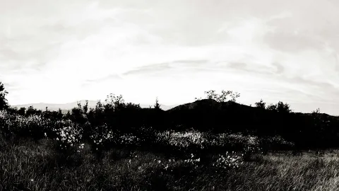 Schwarzweiß-Landschaft mit einem Feld voller Ginsterbüsche und Gras im Vordergrund, dahinter dunkle Hügel und ein heller, bewölkter Himmel.