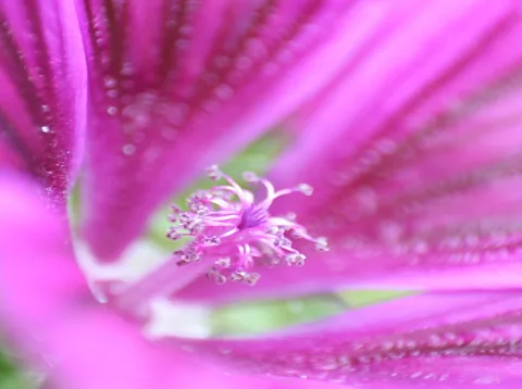 Nahaufnahme einer magentafarbenen Malvenblüte mit gelblich-rosa Staubfäden und Stempel in der Mitte, Wassertropfen auf den Blütenblättern, Hintergrund unscharf.