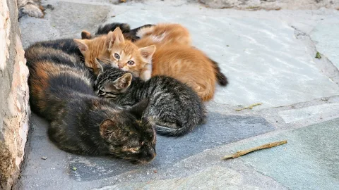 Eine dunkle Katze mit einem getigerten Jungtier und zwei rotbraunen Kätzchen liegen eng beieinander auf einem grauen Steinboden neben einer alten Mauer.