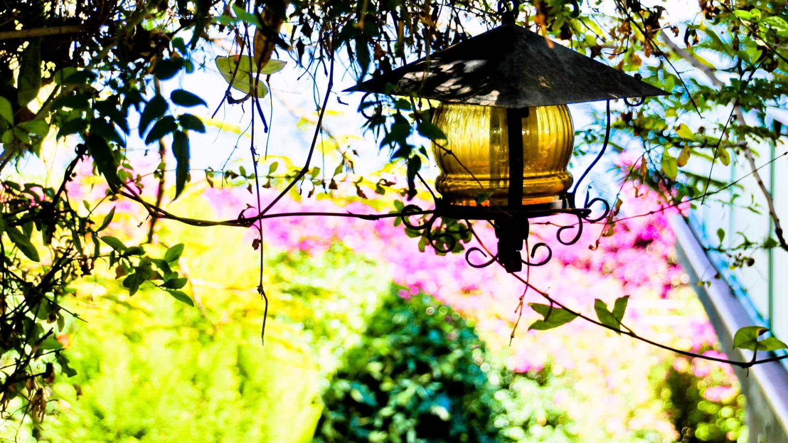 Eine gelbe Glaslaterne mit schwarzem Metalldach hängt an einem geschwungenen Eisenarm zwischen grünen Zweigen, im Hintergrund unscharfe pinkfarbene Bougainvillea.