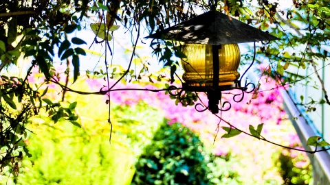 Eine gelbe Glaslaterne mit schwarzem Metalldach hängt an einem geschwungenen Eisenarm zwischen grünen Zweigen, im Hintergrund unscharfe pinkfarbene Bougainvillea.