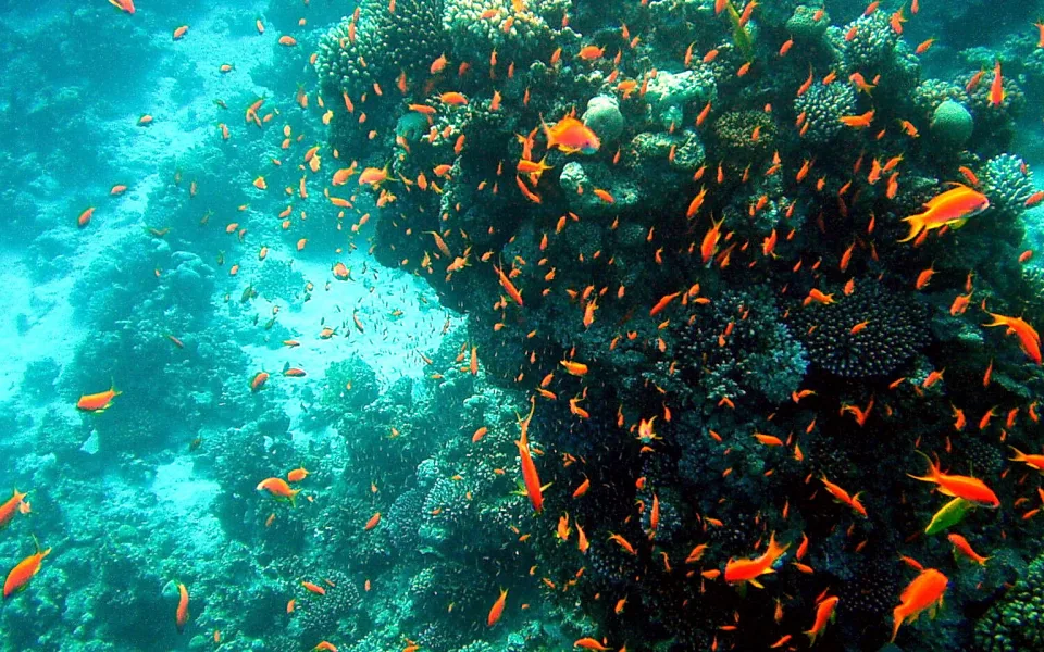 Unterwasseraufnahme eines Korallenriffs, über das ein dichter Schwarm orangeroter Fische schwimmt, im türkisfarbenen Wasser links verteilen sich weitere Fische über helle Sandflächen.