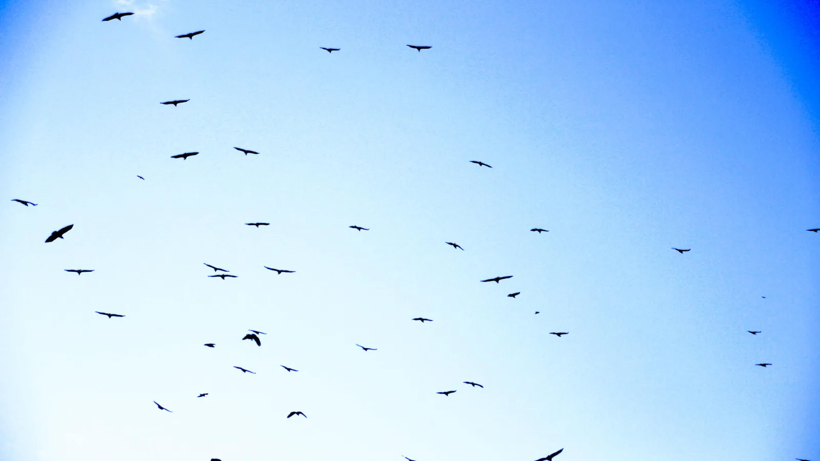 Viele dunkle Vogelsilhouetten fliegen verstreut über einem klaren, blauen Himmel, nach oben blickend fotografiert.