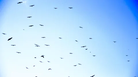 Viele dunkle Vogelsilhouetten fliegen verstreut über einem klaren, blauen Himmel, nach oben blickend fotografiert.