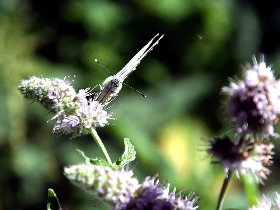 Ein weißer Schmetterling sitzt auf lila Minzblüten vor unscharf grünem Hintergrund.