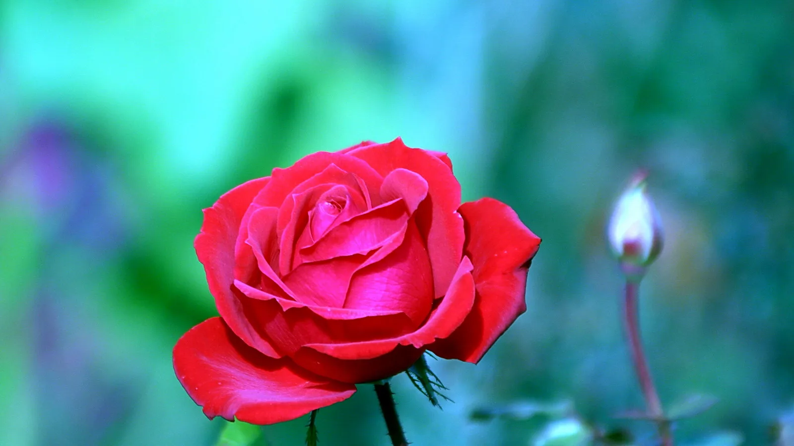 Eine offene rote Rosenblüte im Vordergrund, rechts daneben eine geschlossene Knospe vor unscharfem türkis-grünem Hintergrund.