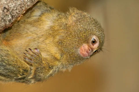 Ein kleiner brauner Zwergaffe hängt an einem Ast, der Kopf ist zur Seite gedreht, und blickt mit großen dunklen Augen in die Kamera.