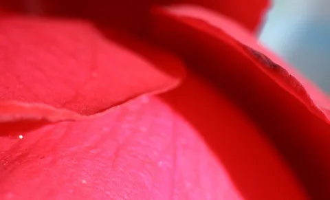 Makroaufnahme roter Rosenblätter mit feinen Adern und einer hellen Kante im Vordergrund, rechts unscharfer blauer Hintergrund.