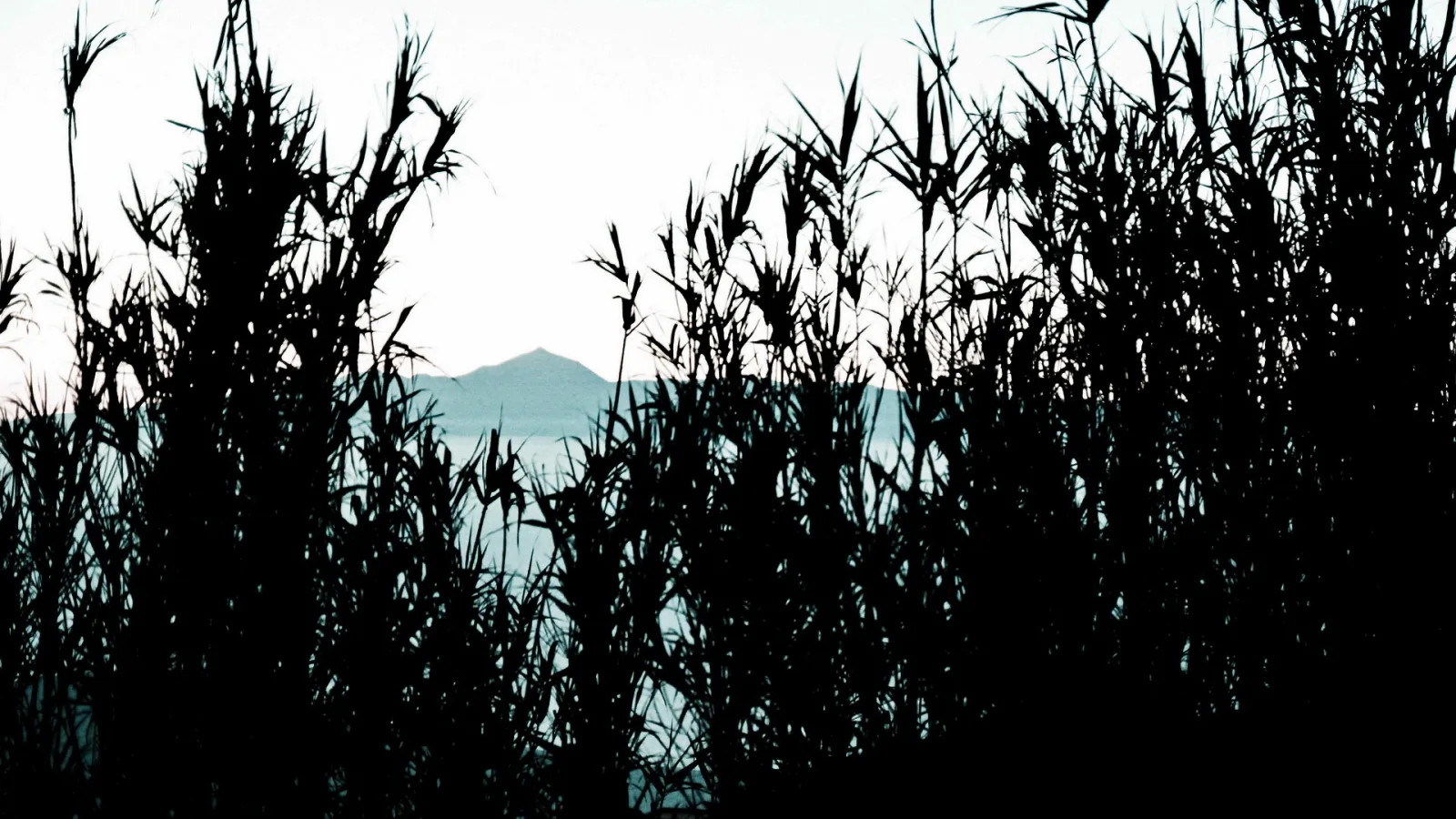 Dunkle Schilfhalme zeichnen sich als Silhouetten vor einem hellen Himmel ab, dahinter ragt ein flacher Berggipfel aus einem blaugrauen Dunst.
