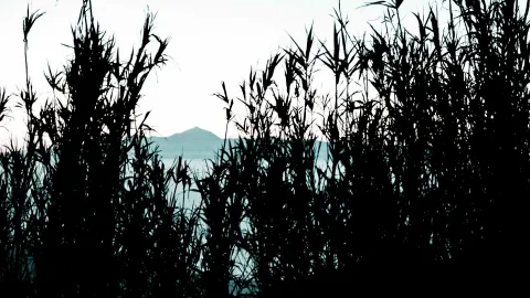 Dunkle Schilfhalme zeichnen sich als Silhouetten vor einem hellen Himmel ab, dahinter ragt ein flacher Berggipfel aus einem blaugrauen Dunst.