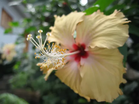 Nahaufnahme einer hellgelben Hibiskusblüte mit rotem Zentrum und weit herausragenden Staubfäden vor unscharfem grünem Hintergrund.