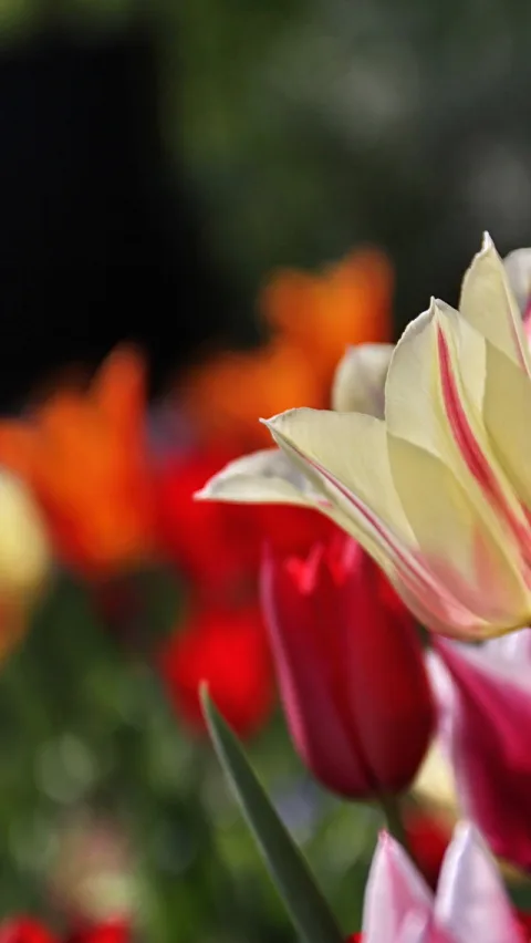 Eine cremeweiße Tulpe mit roten Streifen auf den Blütenblättern steht im Vordergrund, dahinter verschwimmen rote und orangefarbene Tulpen vor grünem Hintergrund.