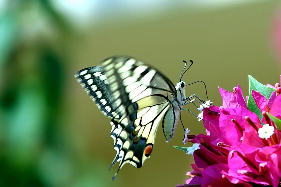Ein gelb-schwarz gezeichneter Schwalbenschwanz sitzt seitlich auf pinken Bougainvillea-Blüten vor unscharfem grünem Hintergrund.