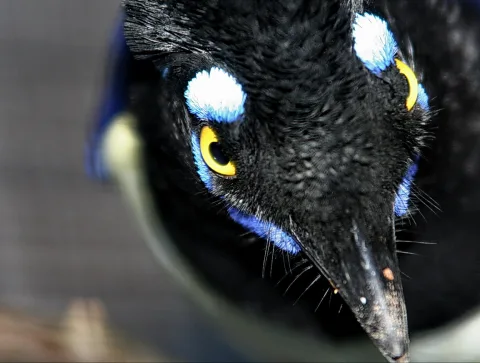 Nahaufnahme eines schwarzen Vogels mit gelben Augen, blau-weißen Federbüscheln am Kopf und spitzem Schnabel vor unscharfem grauem Hintergrund.