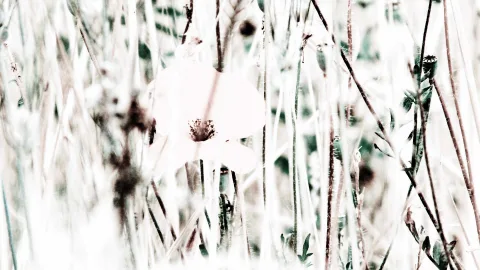 Eine blassrosa Mohnblüte mit dunkler Mitte steht zwischen hellen, verwischten Grashalmen und Stängeln.