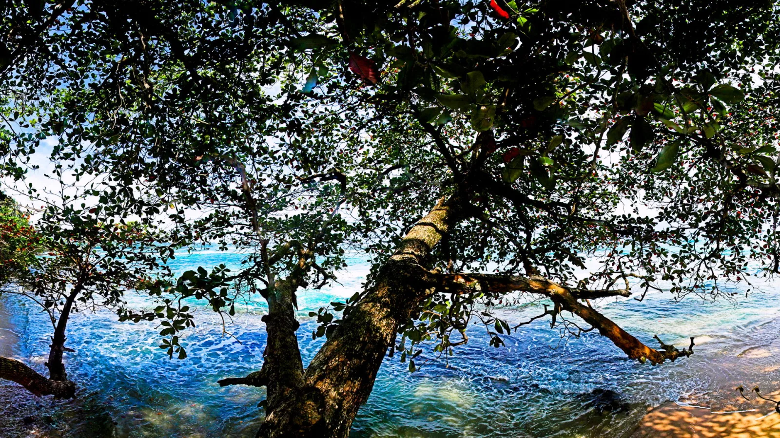 Ein großer Baum mit dichtem grünem Blätterdach beugt sich über das türkisblaue Meer, im Vordergrund ein dicker Stamm mit schräg wachsendem Ast.