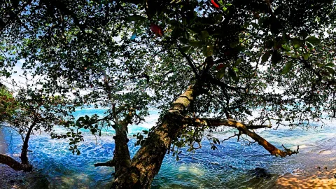 Ein großer Baum mit dichtem grünem Blätterdach beugt sich über das türkisblaue Meer, im Vordergrund ein dicker Stamm mit schräg wachsendem Ast.