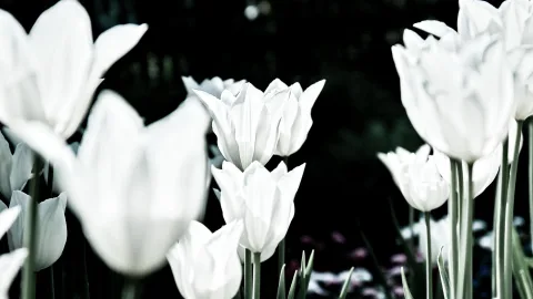 Weiße Tulpen wachsen in einem Beet vor einem dunklen, unscharfen Hintergrund.