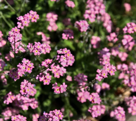 Viele kleine rosa Blüten mit gelben Mitten zwischen grünen Blättern, im Vordergrund scharf, am Rand unscharf.