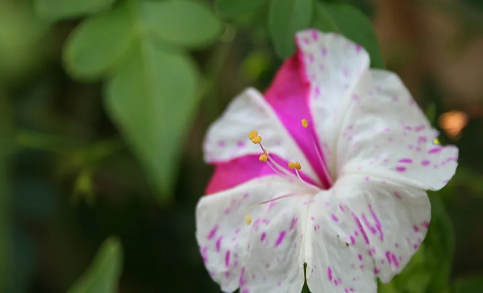Nahaufnahme einer weißen Blüte mit magentafarbenen Sprenkeln und pinkem Zentrum, im Hintergrund unscharfes grünes Laub.