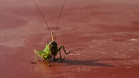 Grüne Heuschrecke mit langen Fühlern läuft frontal auf einer rötlich glänzenden Fläche, im Hintergrund unscharf.