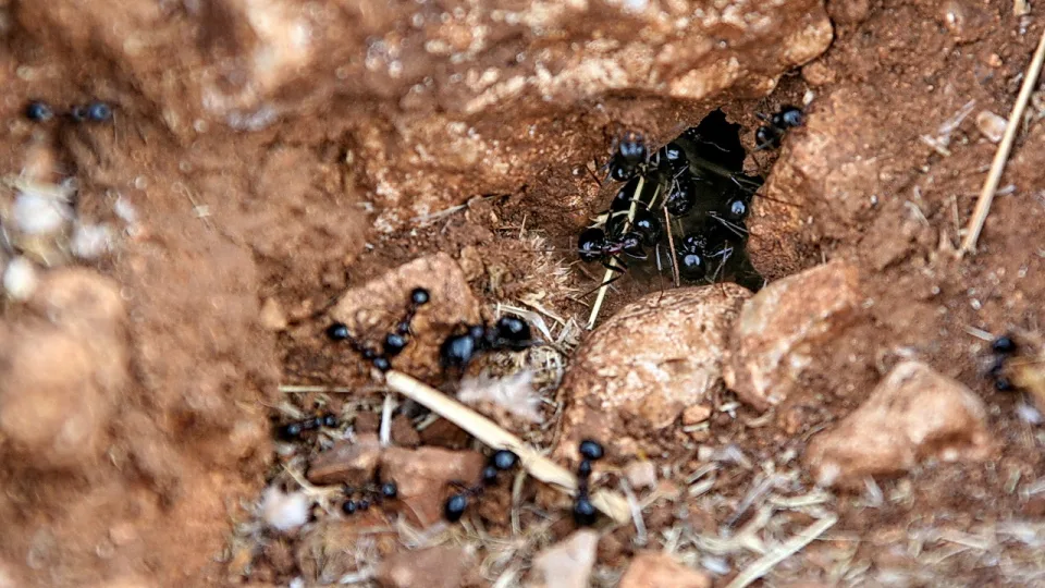 Viele schwarze Ameisen krabbeln um ein dunkles Loch in rotbraunem Erdboden, zwischen Steinen und trockenen Halmen.