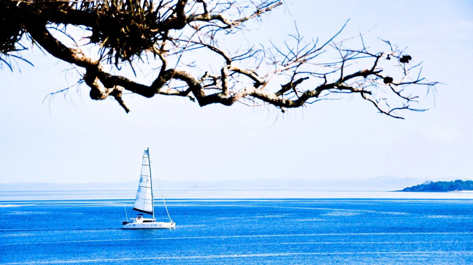 Ein weißes Segelkatamaran liegt auf tiefblauem, ruhigem Meer. Über dem Bild ragt ein kahler, verzweigter Ast ins Bild, im Hintergrund zeichnet sich eine flache Küste mit einer bewaldeten Insel am rechten Rand ab.