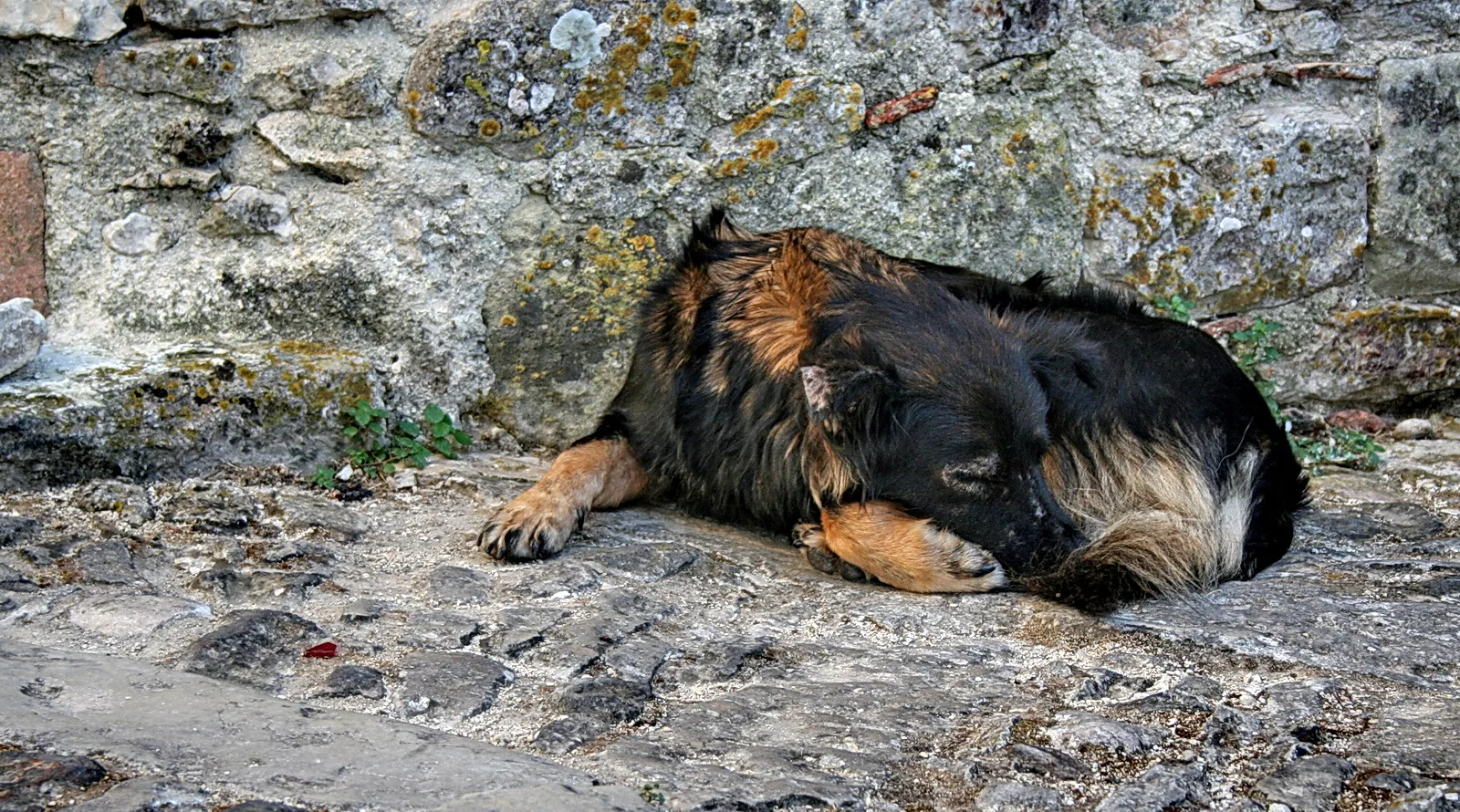 Ein schlafender Hund mit schwarzem, braunem und hellem Fell liegt auf einer grauen Steinplatte vor einer bewachsenen Steinmauer.