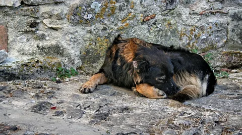 Ein schlafender Hund mit schwarzem, braunem und hellem Fell liegt auf einer grauen Steinplatte vor einer bewachsenen Steinmauer.