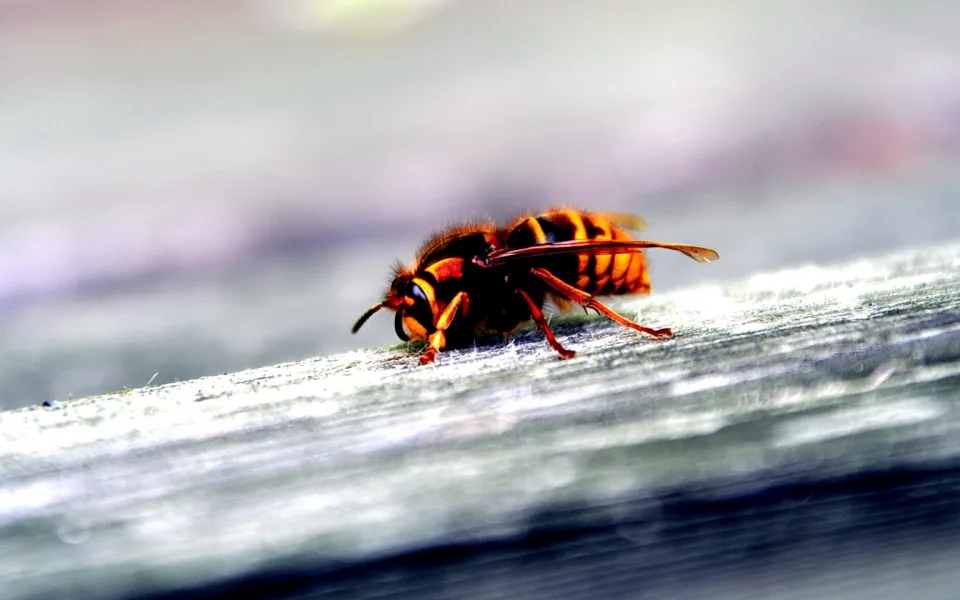 Eine Hornisse mit orange-schwarz gestreiftem Hinterleib sitzt auf einer hellgrauen Holzoberfläche, der Hintergrund ist unscharf.