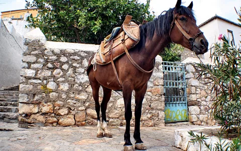 Ein braunes Pferd mit Sattel und Halfter steht auf einem Steinpflaster vor einer Mauer aus Bruchsteinen, dahinter ein Baum und ein blaues Metalltor.