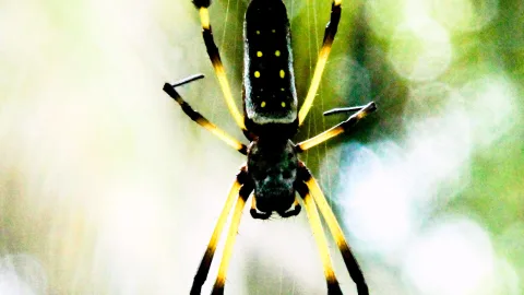 Gelb-schwarz gestreifte Radnetzspinne mit gelb gepunktetem Hinterleib im Netz vor unscharfem grünem Hintergrund.