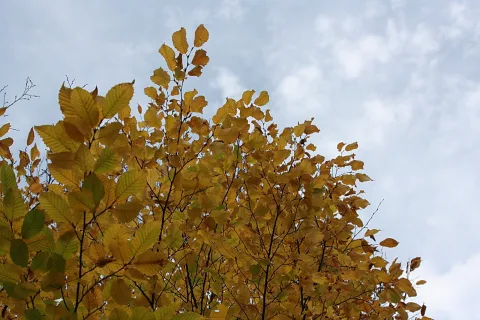 Laubbaum mit goldgelben Blättern vor bewölktem blaugrauem Himmel, von unten fotografiert