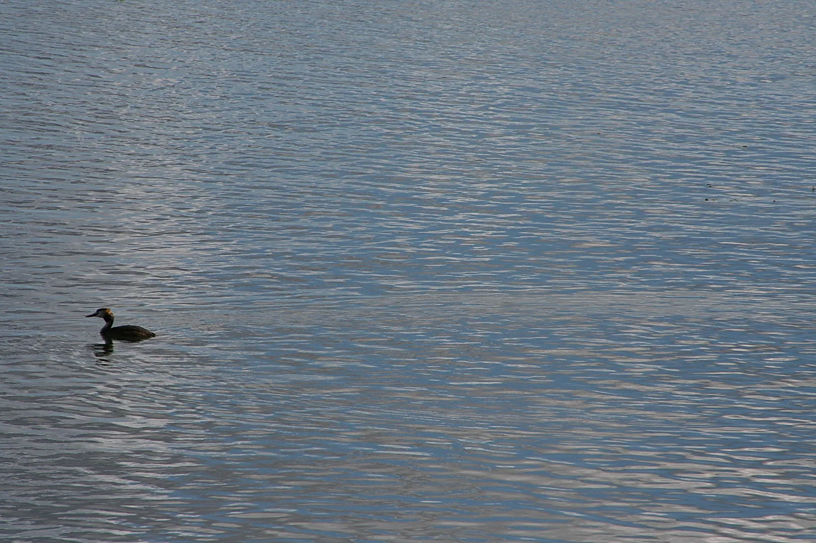 Ein kleiner Wasservogel mit gelbem Federschopf schwimmt links im Bild auf einer leicht gekräuselten, blaugrauen Wasserfläche.