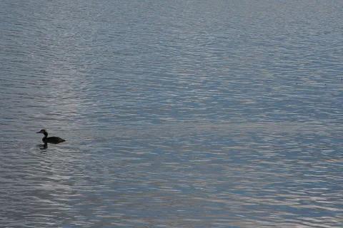 Ein kleiner Wasservogel mit gelbem Federschopf schwimmt links im Bild auf einer leicht gekräuselten, blaugrauen Wasserfläche.