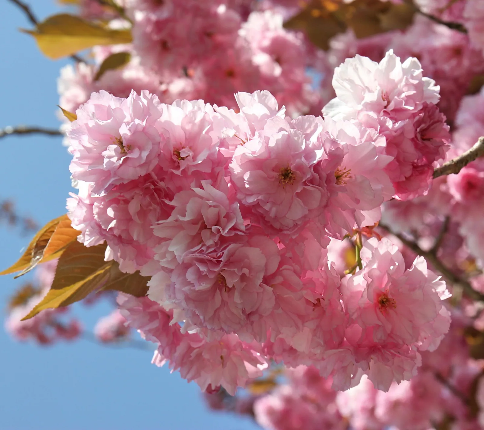 Nahaufnahme eines Zweigs mit dicht gefüllten rosa Kirschblüten vor blauem Himmel, im Hintergrund weitere Blüten und Blätter mit bräunlichem Laub.