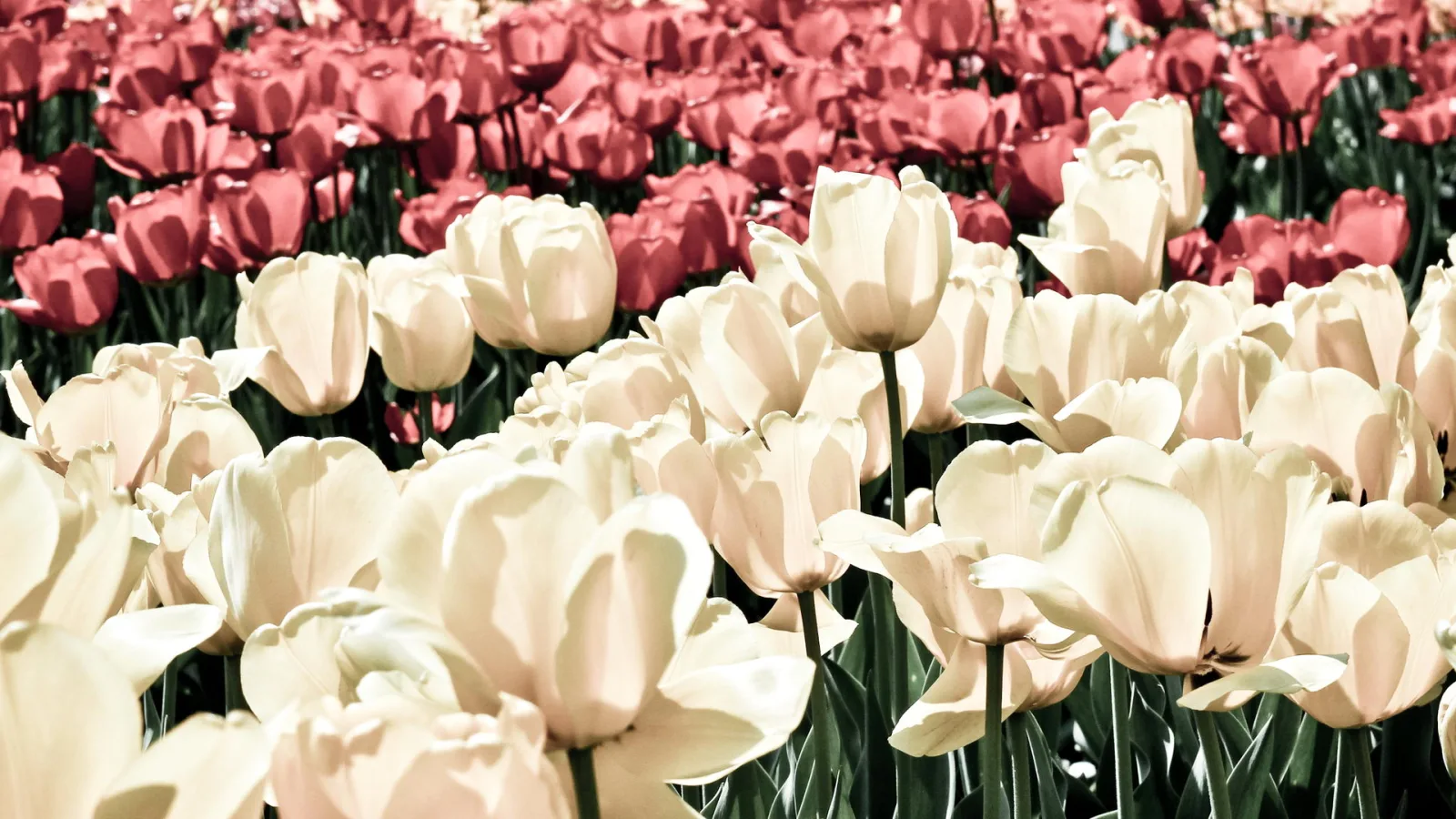 Ein dichtes Feld aus Tulpen: hinten leuchten rote Blüten, vorne stehen cremeweiße Tulpen mit grünen Stielen im Vordergrund.