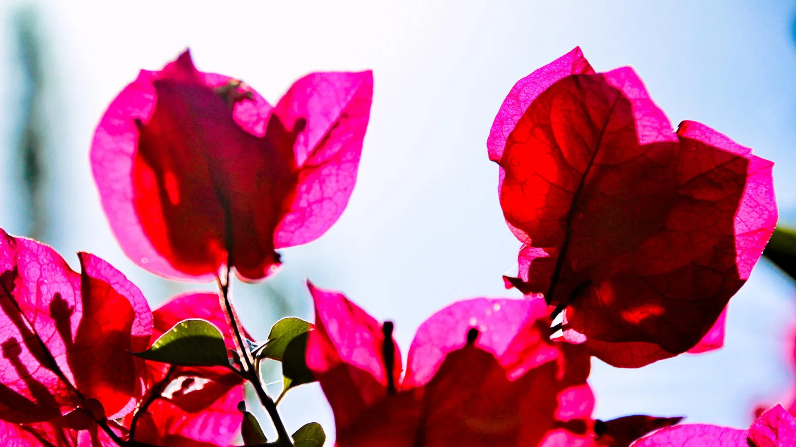 Pinkfarben leuchtende Bougainvillea-Blüten, von hinten von der Sonne durchschienen, vor hellblauem Himmel mit grünen Blättern im Vordergrund.