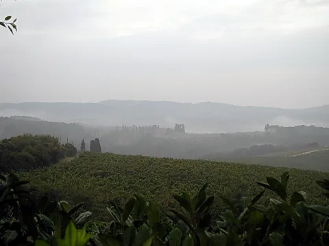 Sanfte, bewaldete Hügel im Morgennebel, im Vordergrund eine grüne Weinbergreihe und Büsche, in der Ferne zwei Zypressen und ein Gebäude auf einer Anhöhe.