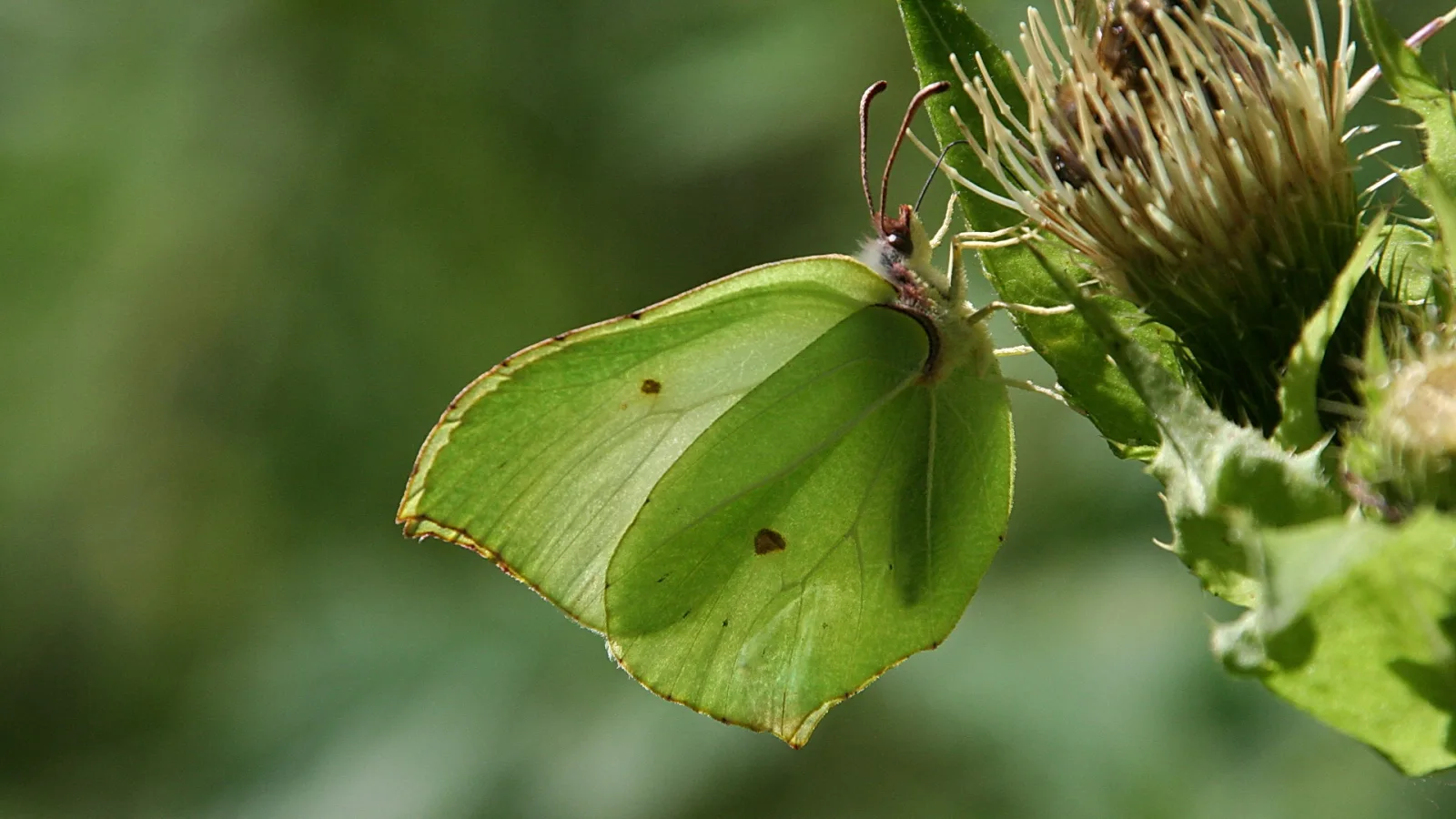 Ein grüner Zitronenfalter mit leicht geöffneten Flügeln sitzt auf einer verblühten Distel vor unscharfem grünem Hintergrund.