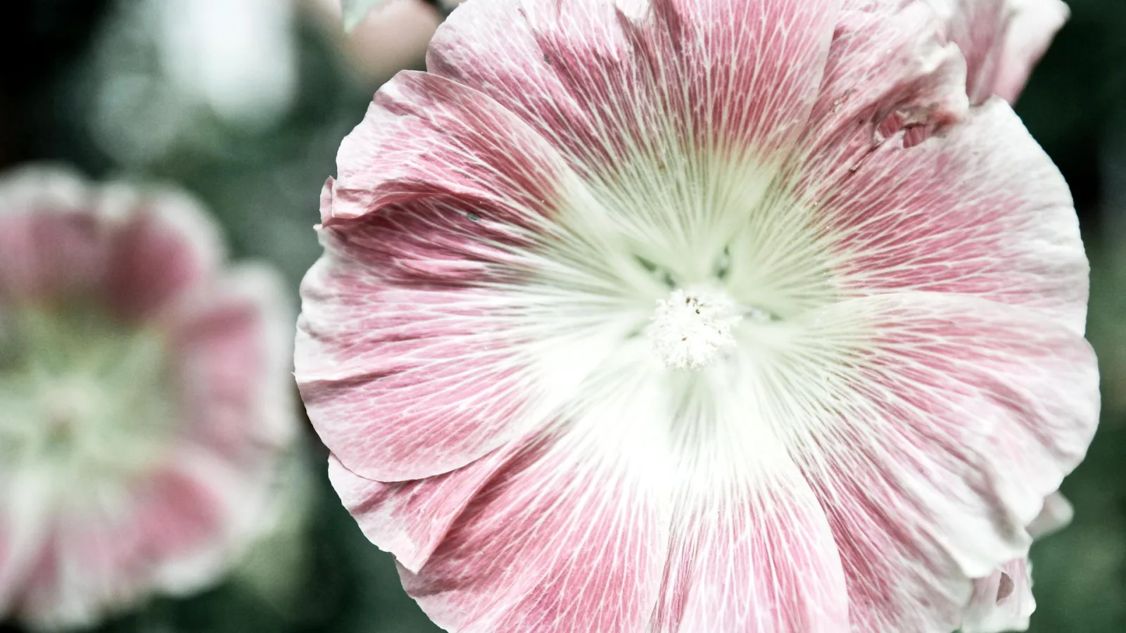 Nahaufnahme einer rosa-weiß gestreiften Stockrose mit hellem Staubfadenbüschel in der Mitte, im Hintergrund unscharf eine zweite Blüte vor dunkelgrünem Grün.