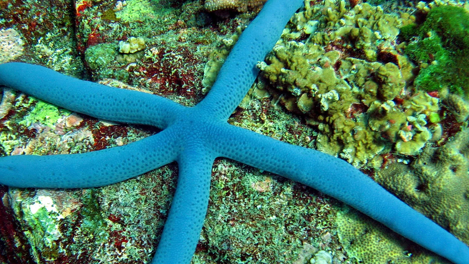 Ein blauer Seestern liegt auf dem felsigen Meeresboden zwischen grünen und rötlichen Korallen und Algen.
