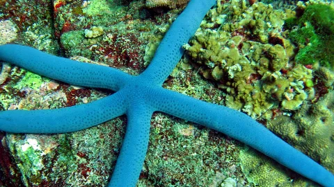 Ein blauer Seestern liegt auf dem felsigen Meeresboden zwischen grünen und rötlichen Korallen und Algen.