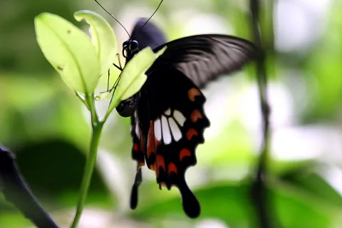 Schwarzer Schmetterling mit roten und weißen Flecken sitzt auf einem hellgrünen Blatt vor unscharfem grünem Hintergrund.