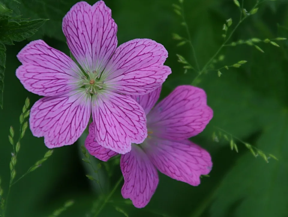Zwei magentafarbene Blüten mit dunklen Adern und fünf Blütenblättern vor grünem, unscharfem Hintergrund, daneben feine Grashalme.
