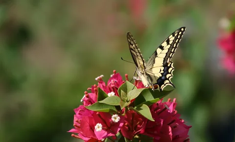 Ein gelb-schwarz gezeichneter Schwalbenschwanz sitzt auf einem Büschel pinker Bougainvillea-Blüten mit kleinen weißen Blüten, im Hintergrund unscharfes Grün.