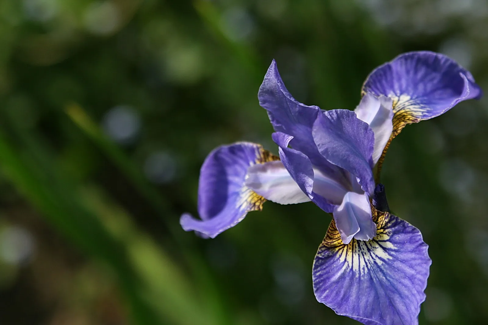 Eine blau-violette Schwertlilie mit gelb gezeichneten Blütenblättern vor unscharfem grünem Hintergrund.